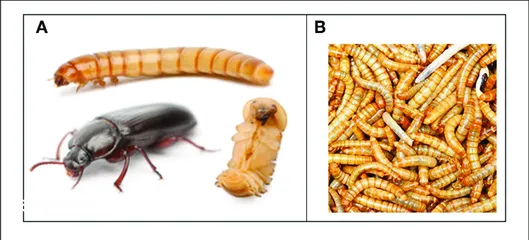  2 ميل وورم /دود قبابي /mealworms