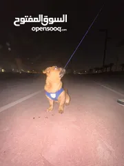  1 كلب بق (Pug) للبيع الرياض 2500
