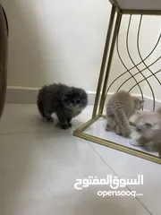  4 قطط سكوتش فولد وستريت