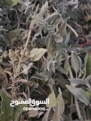  2 ورق غار مغسول ومجفف  طبيعيا الوقيه   +ميراميه الوقيه