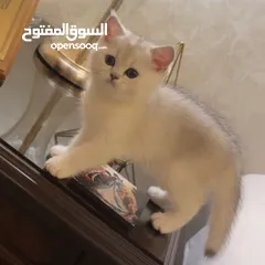  7 قطط سكوتش ستريت (بيور 100%) للبيع ، وبسعر رمزي جدا !!