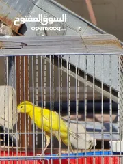  3 ذكر كنار بندوق ليموني  بجنن