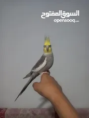  1 طيور كوكتيل