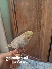  13 جوز كوكتيل منتج للبيع بسعر مغري