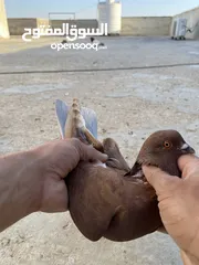  9 حمام للبيع