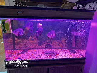  2 Fish aquarium for sale with fishes