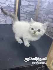  10 قطط للبيع عمر شهرين