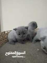  7 Little cats