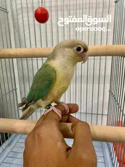 1 conure parrot for sale