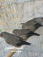  4 اربع جواز شاركول للبيع