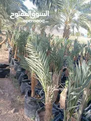  23 الأشجار المثمرة والزينة تجمع بين الجمال والفائدة، تنسيق وصيانة الحدائق الداخليه والخارجية