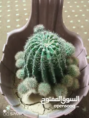  1 صبار ازهار زينب