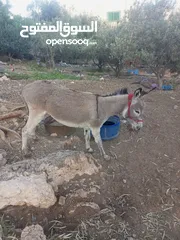  2 حمار للبيع بسعر 110 قابل للتفاوض