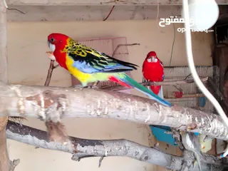  2 ببغاء روزيلا