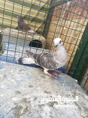  3 فحل بوز مغبر