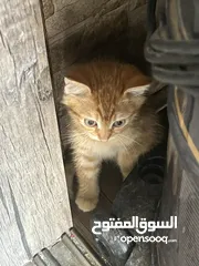  11 قطتين للتبني (منغا وفيفي) شهرين ومدربين على اللتر بوكس