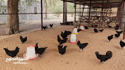  9 Gulf Cemani Chicken Farm