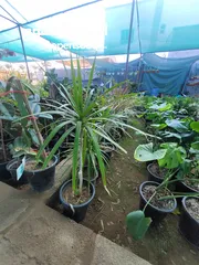  13 شتلات زينه نباتات داخليه Indoor plants