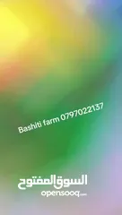  18 مزرعه البشتي في البحر الميت للايجار اليومي ذات موقع مميز بأجمل الخدمات المتوفره VIP