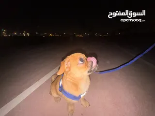  2 كلب بق (Pug) للبيع الرياض 2500