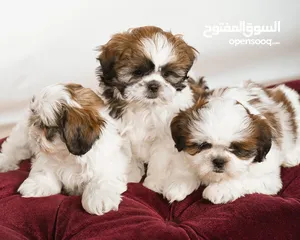  6 Top quality Shitzu puppies