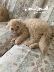  2 سكوتش فولد للبيع العمر 60 يوم