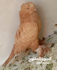 12 حمام للبيع