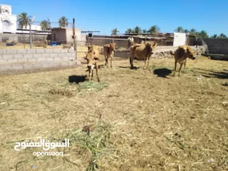  2 للبيع أبقار عمانيات