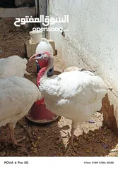  1 حبش ابيض للبيع