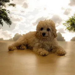  6 Poodle male  ذكر بودل