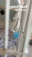  1 Breeding Pair Cocktaile Albino