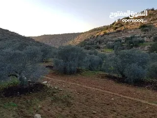  2 أرض زيتون تصنيف أ مساحة 3 دونم وربع