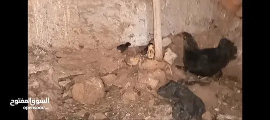  13 3 جاجات مع فراخهم