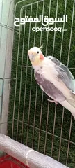  7 ببغاء كوكتيل ذكر عصفور كوكتيل  ذكر كوكتيل كوكتيل