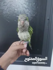  6 ببغاء كويكر
