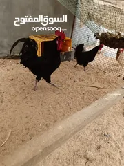  2 دجاج تهجين لوهمان وجيرسي الأسود
