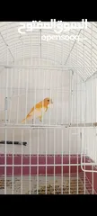  3 متاح فحول وجواز ومخاليف عادي وبناديق  وفراخ