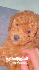  6 pure toy poodle 30 days
