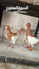  7 جواز حمام للبيع