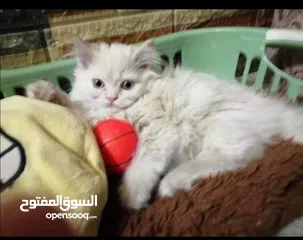  1 قطة نوعها مكس