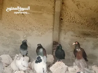  2 انواع حمام مشكلة للبيع