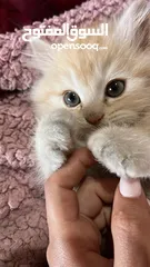  4 قطط ذكور من أصول نقيه واحد همالايا تشوكلت لونج هير بلو بوينت وواحد بريتش ريد لونج هير مقزم للجادين