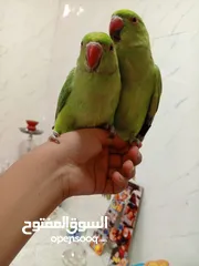  4 ببغاء دره للبيع بسعر حرق شوف التفاصيل