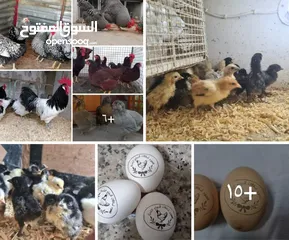  1 بيض مخصب و صيصان لسلالات دجاج نادره على مستوى العالم