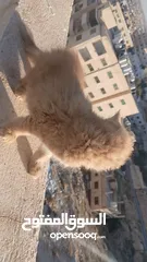  5 قط بعمر شهرين صغير لعلوب الاب شيرازي والام عاديه بعيون عسليات