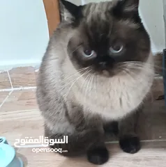  7 قطه كتن بيبي 3 شهور ابيض   و قطة سيامي و قط شوكلت   وبصحه ممتازه ماخذه المطاعيم قطة مداعبة هملايا