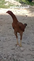  27 متاح بيض باكستاني خط اول..