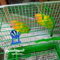  1 بغبغاء فيشر للبيع بسعر طري