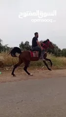  3 حصان للبيع او البدل