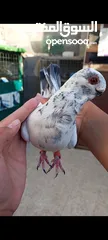  2 جوز ذبابنا زرق للبيع شغالات